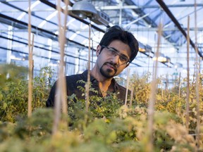 Student Mohammad Rezaei found the secret to boost vitamin A in chickpeas. (photo by David Stobbe for the University of Saskatchewan)