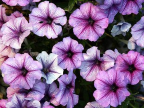 The summer flower Petunia x hybrida better know as the Petunia is in full bloom in a garden in Batavia, Illinois.