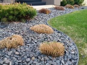 These dead perennials and shrubs are in need of replacement (Erl Svendsen photo)