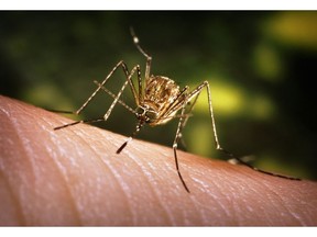 his 2005 photograph by the U.S. Centers for Disease Control and Prevention shows a western encephalitis mosquito (culex tarsalis). The mosquito is the main source of West Nile virus in the western United States. (Credit: James Gathany, CDC, via Cronkite News Service)