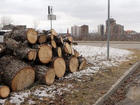 A plot of land on the corner of 18th Street East and Sask Crescent East is photographed after all of it's trees were cut down, including a very old one, in Saskatoon on April 24, 2017.