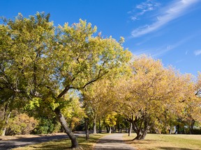 A scenic autumn trail in a city park passes by Manitoba maple trees.