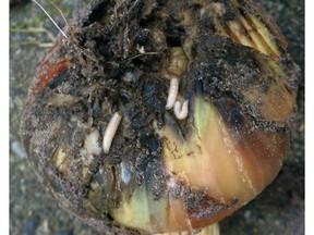 Onion root maggots feeding (Rasbak van TeunSpaans photo)