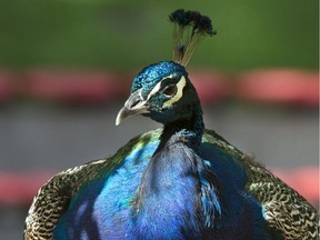 There are no more peacocks at Saskatoon's Forestry Farm Park and Zoo following a decision to move them somewhere better equipped to house them year-round.