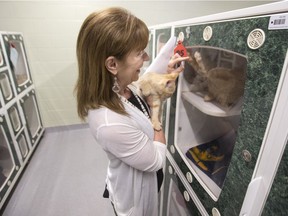 Patricia Cameron, executive director of the Saskatoon Society for the Prevention of Cruelty to Animals, interacts with cats in the cat holding area of the SPCA in Saskatoon, Sask. on Friday, July 7, 2017.