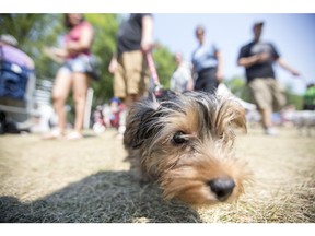 Truffles, during Pets in the Park at Kiwanis Memorial Park in Saskatoon on Sunday, July 9, 2017.