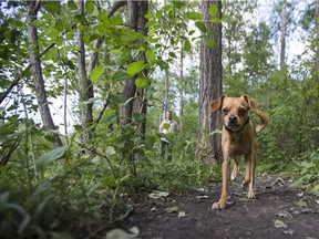 Huey explores the Chief Whitecap dog park with his owner Jordan Trask.