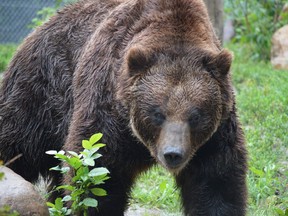 Saskatoon Forestry Farm Park and Zoo's grizzly bears Koda and Mistaya prowl their habitat during an announcement of a five-year grizzly conservation research program on July 21, 2017. (Matthew Olson/Saskatoon StarPhoenix) (Matthew Olson / Saskatoon StarPhoenix)