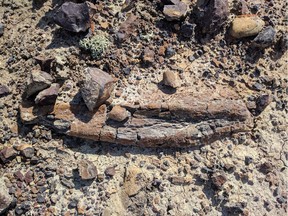 The U of S Space Design Team stumbled onto these dinosaur bones while preparing for a Mars rover competition in Drumheller. Photos supplied on July 25, 2017.