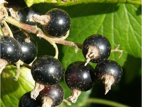 Blackcurrant (Malcolm Manners photo)