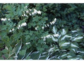 The white bleeding heart is a colour-echo of the green and white variegated hosta (Sara Williams photo)