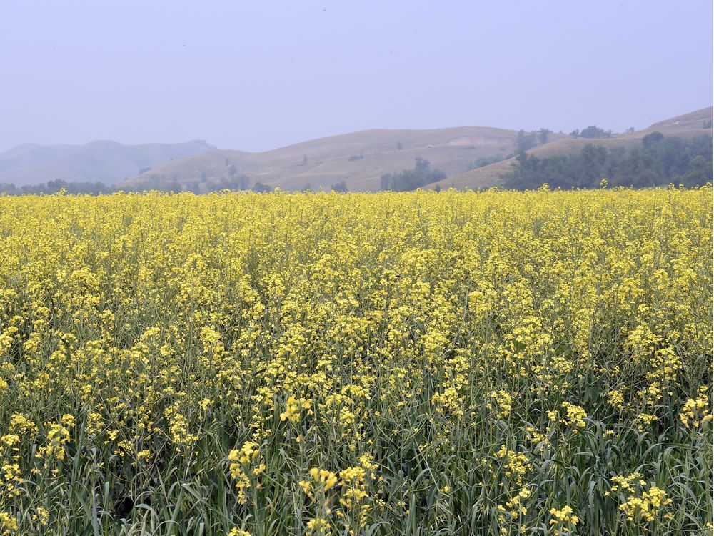 Dry conditions leave Sask's canola and pulse crops in peril The Star