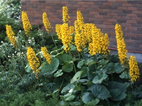 Ligularia 'The Rocket' (Sara Williams photo)