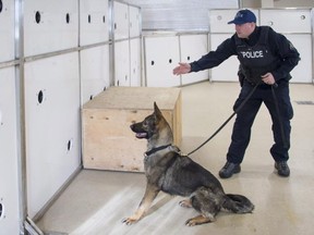 An RCMP officer and dog are seen next to a scent wall in this undated handout photo. A workshop at the RCMP's dog training centre in Alberta has attracted officers and animals from police forces across the continent eager to see the centre's pioneering work tackling the scourge of fentanyl. THE CANADIAN PRESS/HO, RCMP *MANDATORY CREDIT* ORG XMIT: CPT501

HANDOUT PHOTO; ONE TIME USE ONLY; NO ARCHIVES; NotForResale; MANDATORY CREDIT THE CANADIAN PRESS PROVIDES ACCESS TO THIS HANDOUT PHOTO TO BE USED SOLELY TO ILLUSTRATE NEWS REPORTING OR COMMENTARY ON THE FACTS OR EVENTS DEPICTED IN THIS IMAGE. THIS IMAGE M
HO,