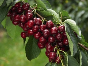 There are generally two varieties of cherries: sweet and sour.