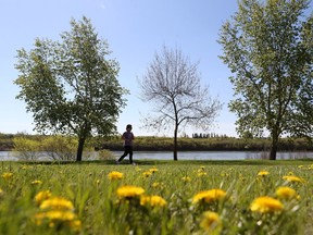 SASKATOON, SK - May 15, 2017 - A woman runs along the Meewasin trail beside a field of dandelions on a sunny morning in Saskatoon on May 15, 2017.  (Michelle Berg / Saskatoon StarPhoenix)
Michelle Berg, Saskatoon StarPhoenix