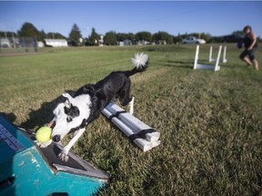 Five-year-old Border Collie Haven loves to play flyball and frisbee with her owner Venessa Martens (background).