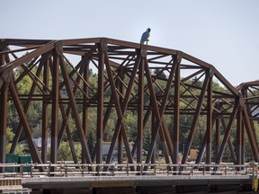 A large statue of a parrot from Earls restaurant has a new temporary home on the Traffic Bridge in Saskatoon.