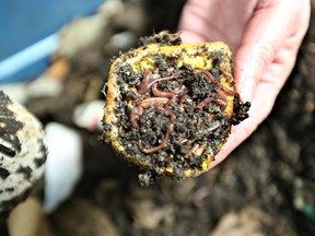 Joanne Fedyk executive director with the Waste Management Council shows off worms in her office on March 23, 2015 in Saskatoon.