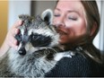 Wendy and Ron Hook have a raccoon named Dennis that the City of Saskatoon says they are not allowed to keep according to bylaws. Wendy and Dennis are photographed in their Saskatoon home in October 2014.