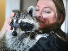 Wendy and Ron Hook have a raccoon named Dennis that the City of Saskatoon says they are not allowed to keep according to bylaws. Wendy and Dennis are photographed in their Saskatoon home in October 2014.