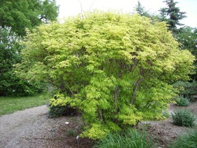 'Sutherland Golden' elder, developed by Les Kerr, 2nd Superintendent at the Saskatoon Forestry Farm and Zoo (Bernadette Vangool photo)