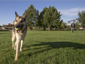 Rush the German Shepherd plays catch with owner HenryTye Glazebrook in Rotary Park.