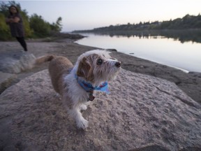Ginger the dog explores the beach at Gabriel Dumont Park in Saskatoon with her humans.