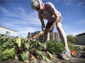 Val Scrivener pulls carrots from the River Heights Community Garden in Saskatoon, Sask. on Tuesday, September 12, 2017. The garden has been victimized by theft and this year. Some say the best way to protect against theft is to give the alleged "garden raiders" a sense of ownership by getting them involved.
