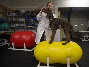 SASKATOON,SK--SEPT 28 2017-0928-NEWS-Vetavision-   Dr. Kira Penney and canine shows off one of the many physiotherapy machines located at the Veterinary college in Saskatoon, SK on Thursday, September 28, 2017. (Saskatoon StarPhoenix/Kayle Neis)
Kayle Neis, Saskatoon StarPhoenix