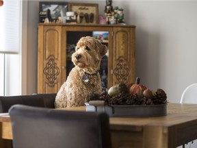 Brianne Wiebe's dog Mr. Wilbur is so much a part of the family you might find him at the dinner table.