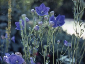 Balloon flower (Sara Williams photo)