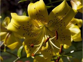 'Canola Queen' yellow Asiatic lily (Margaret Driver photo)