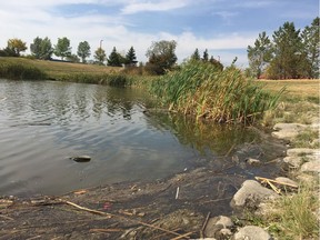 The pond in Dundonald Park from which a five-year-old boy was rushed to hospital in Saskatoon on Monday. Paramedics were unable to revive him. (Betty Ann Adam/Saskatoon StarPhoenix)