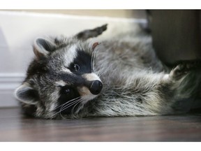 Dennis the Racoon is doing very well these days.