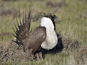 This March 1, 2010, file photo provided by the U.S. Fish and Wildlife Service shows a greater sage grouse male strutting to attract a mate at a mating ground, near Bridgeport, Calif. THE CANADIAN PRESS/AP-Jeannie Stafford/U.S. Fish and Wildlife Service via AP, File