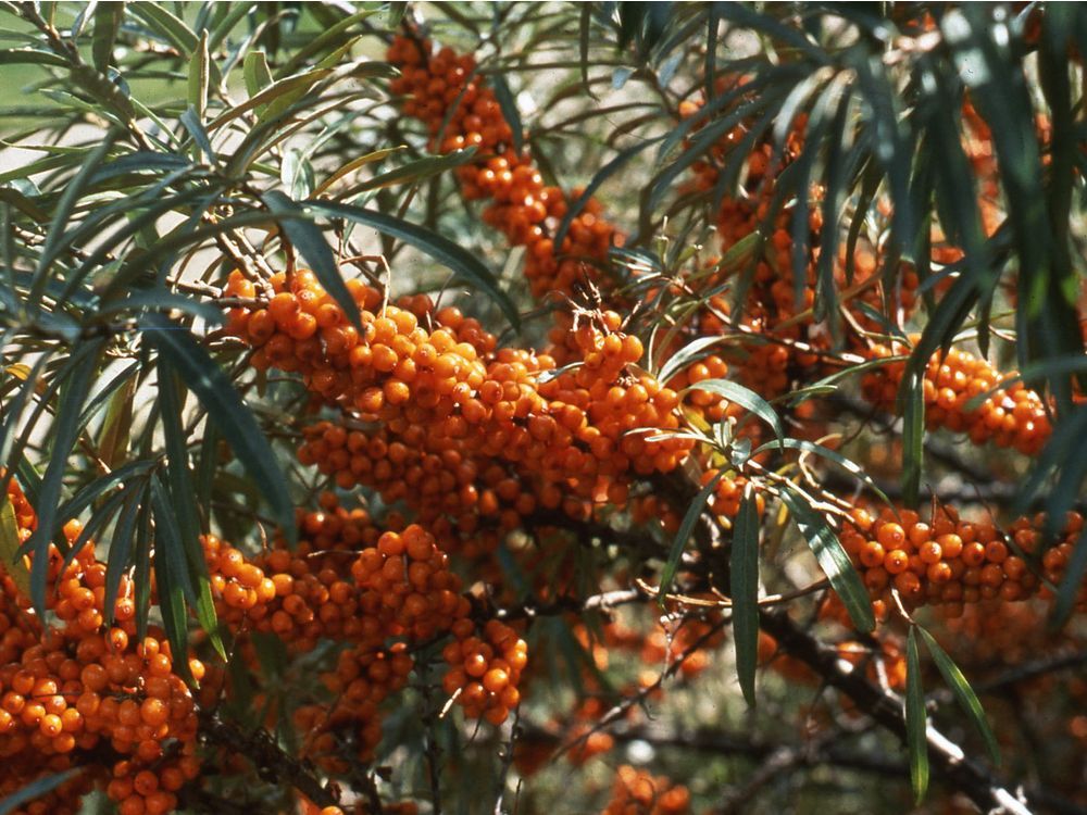 Gardening: Sea buckthorn a superfood you can grow yourself