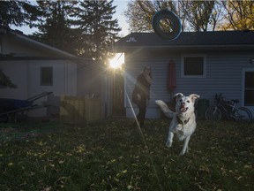 Jack the dog plays Frisbee in the backyard with his owner Sarah Clark in Saskatoon.