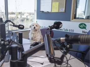 Phil the Newshound sits for a portrait at the CKOM radio station where his human, radio host David Kirton, works.