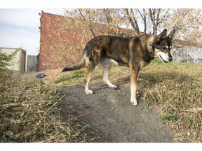 Carla Little's dog Stacy goes for a walk in the Kelsey-Woodlawn neighbourhood in Saskatoon.