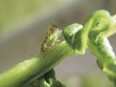 This tiny tree lice species, known as the cottony ash psyllid, has left the City of Saskatoon with few viable options than to remove 1,000 trees affected by the pest and replant other species, a new report says. (City of Saskatoon)