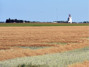 Flax crops waiting to be combined in a field south of Regina on August 31, 2015.