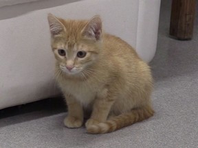 'Edgar' is available for adoption at the Saskatoon SPCA.