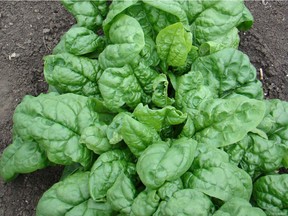 Fall-seeded spinach ready for harvest in early June (Jackie Bantle photo)