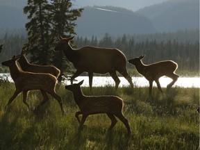 Elk are seen off the Yellowhead Highway in Jasper National Park east of the town of Jasper, Alberta on Tuesday, July 4, 2017.