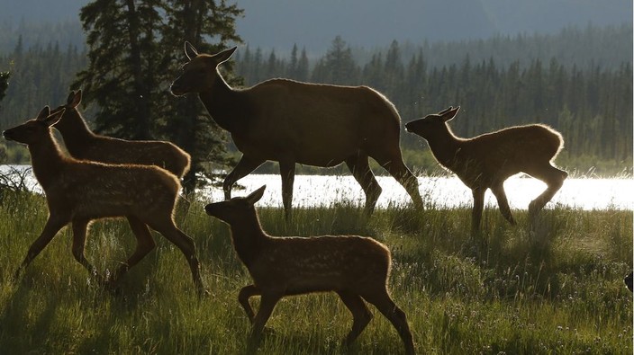 StarPhoenix Letter of the Day: Exploiting wildlife March 6, 2018