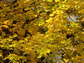 A golden little leaf linden (GartenAkademie photo)