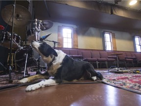 Ben the border collies hangs out at The Refinery where his owners Jim Arthur and Cynthia Dyck work.