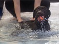 Lincoln loves going for a swim at Waterpaws indoor dog pool in Saskatoon.