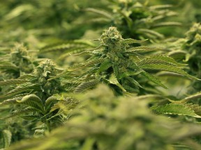 Marijuana plants grown in one of the ten grow rooms inside Aurora Cannabis' 55,000 square foot medical marijuana production facility near Cremona, Alberta.
